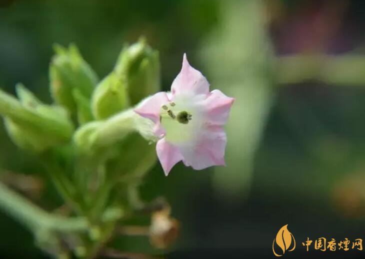 煙草花花語是什么，煙草花什么時候開花