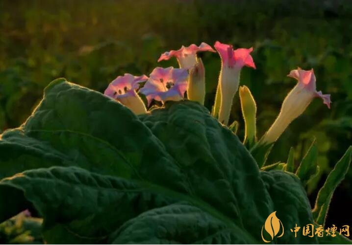 煙草花花語是什么，煙草花什么時候開花