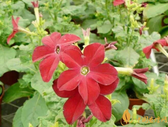 煙草花花語是什么，煙草花什么時候開花