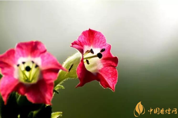 煙草花花語是什么，煙草花什么時候開花