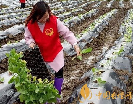 四川煙葉產區(qū)高質量完成10844萬畝烤煙適時移栽！